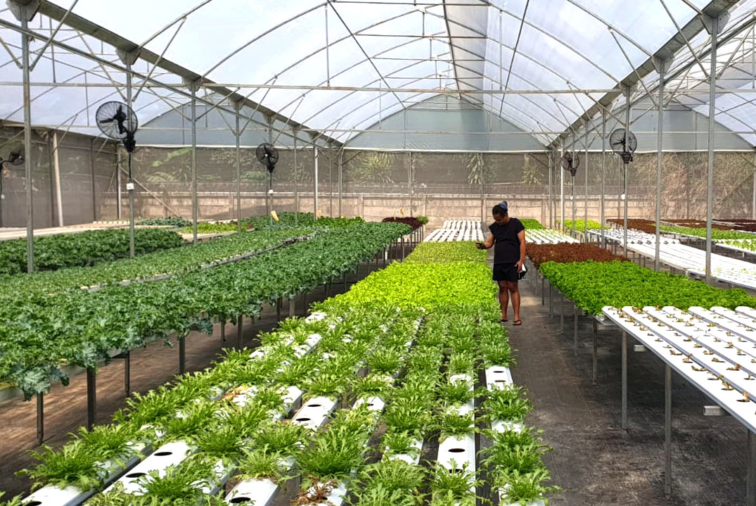 kebun hidroponik